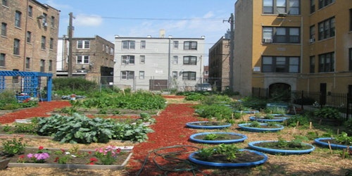 Garden showing vegetables and plants are flourishing