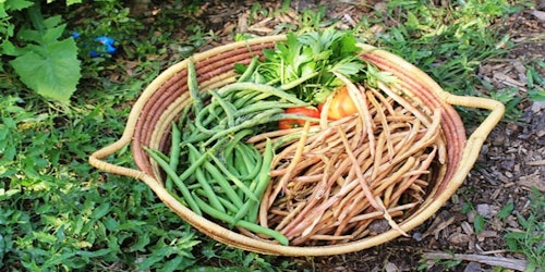 plate of food from garden