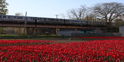 garden full of red tulips under train